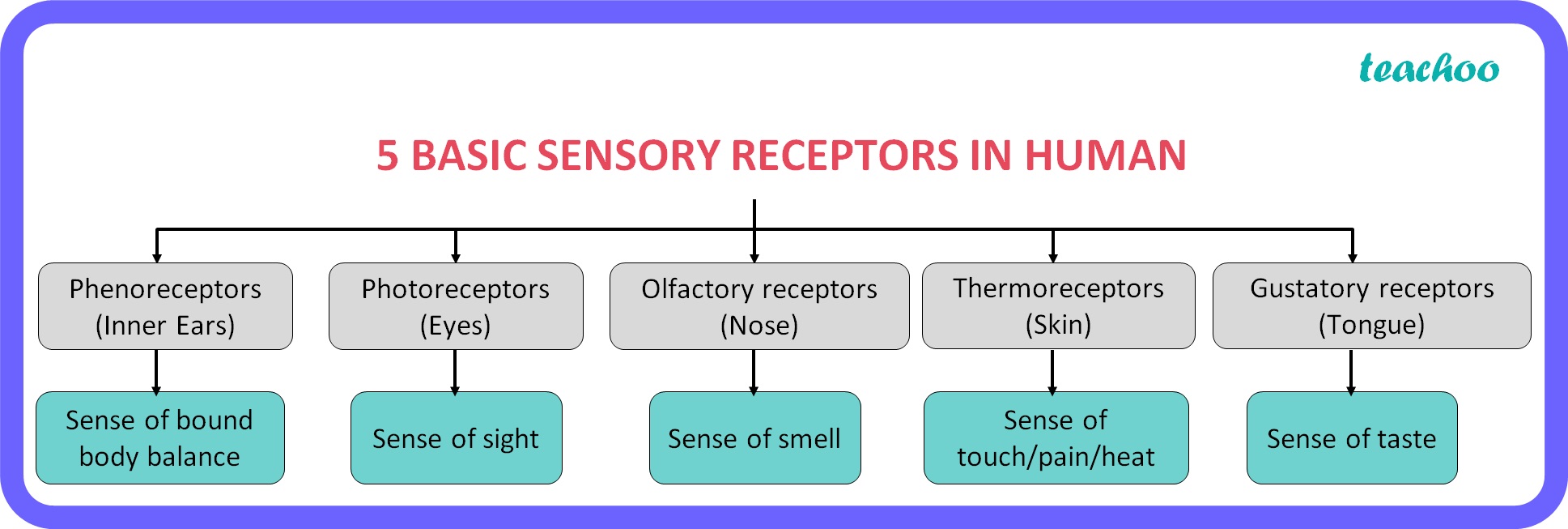 What Sensory Receptors Detect Odors And Tastes