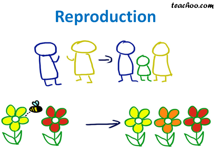 What is Reproduction? Importance of Reproduction Teachoo