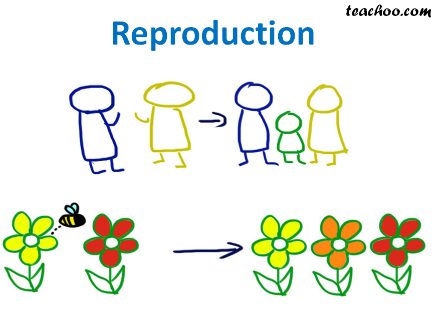 What Does Reproduction Mean