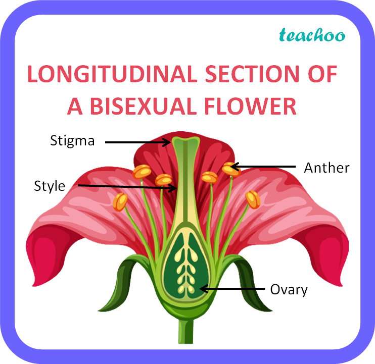 Draw A Neat Labelled Diagram Of The Longitudinal Sect - vrogue.co