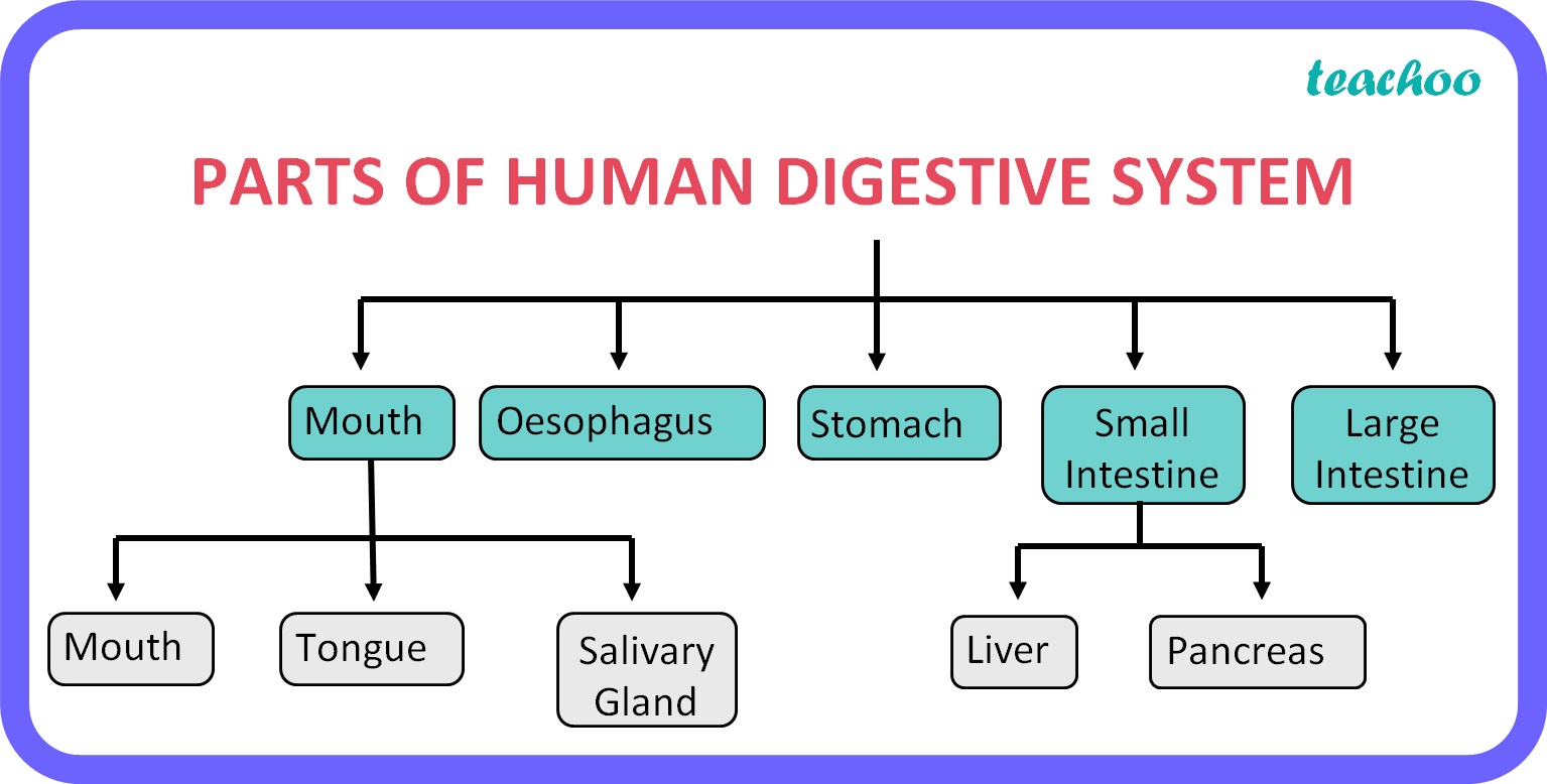 Human Digestive System Diagram, Full Process (with Flow chart)