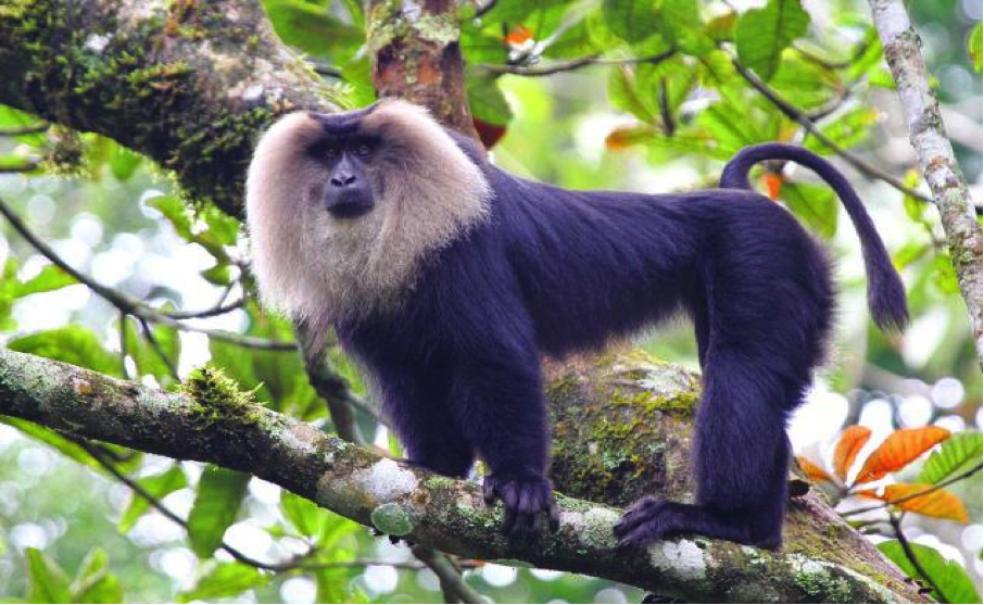 Lion Tailed Macaque.png