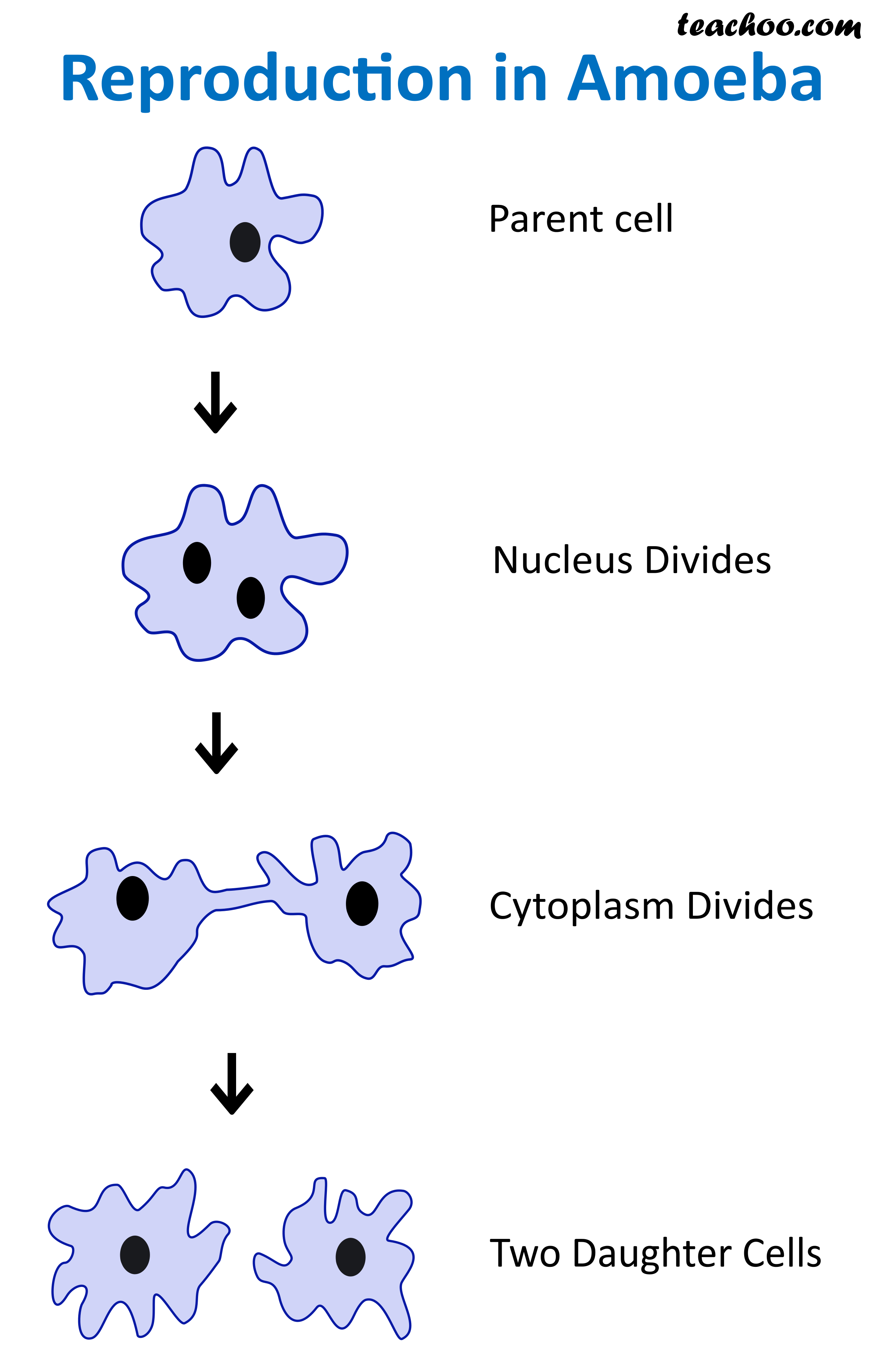 motor reproduction processes definition