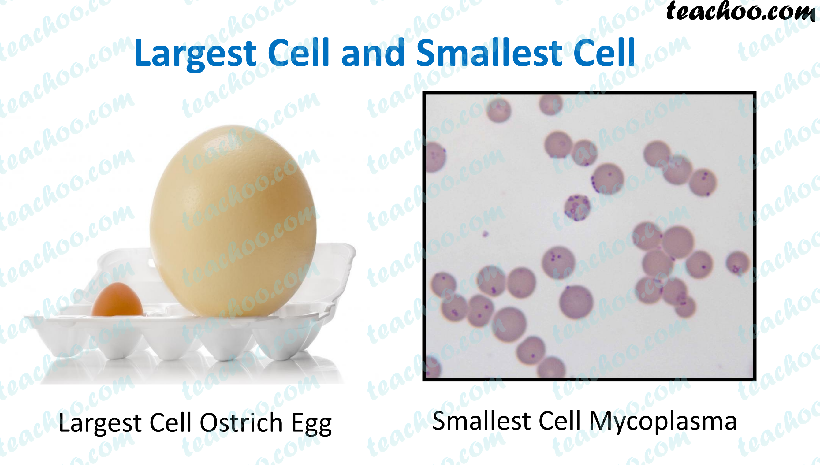 Size of Cells - Smallest and Largest Cell - Teachoo - Concepts