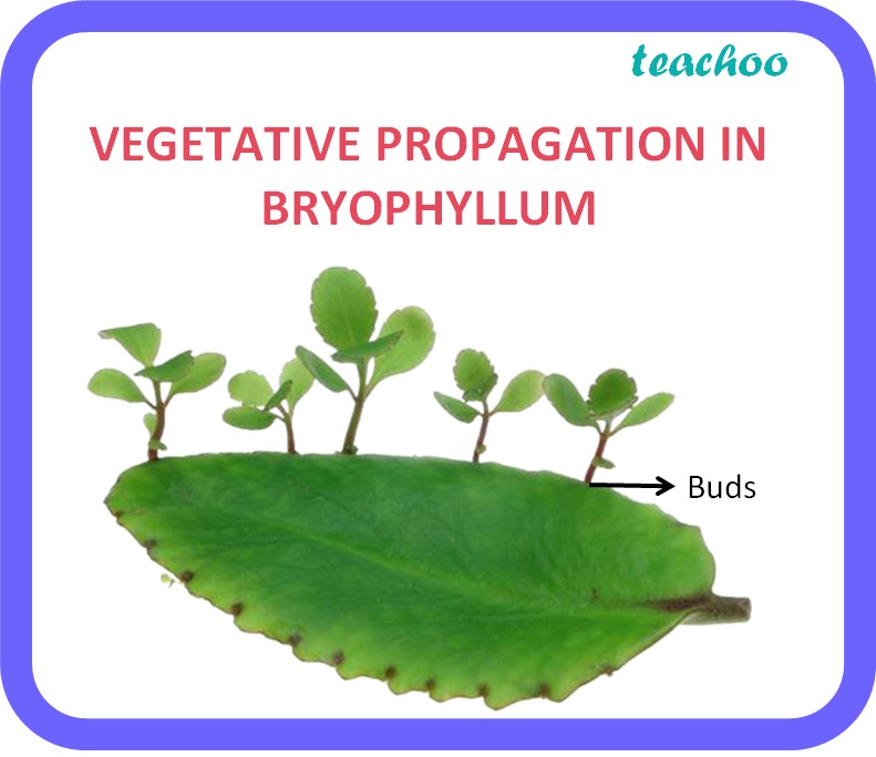 class-10-vegetative-propagation-definition-examples-types