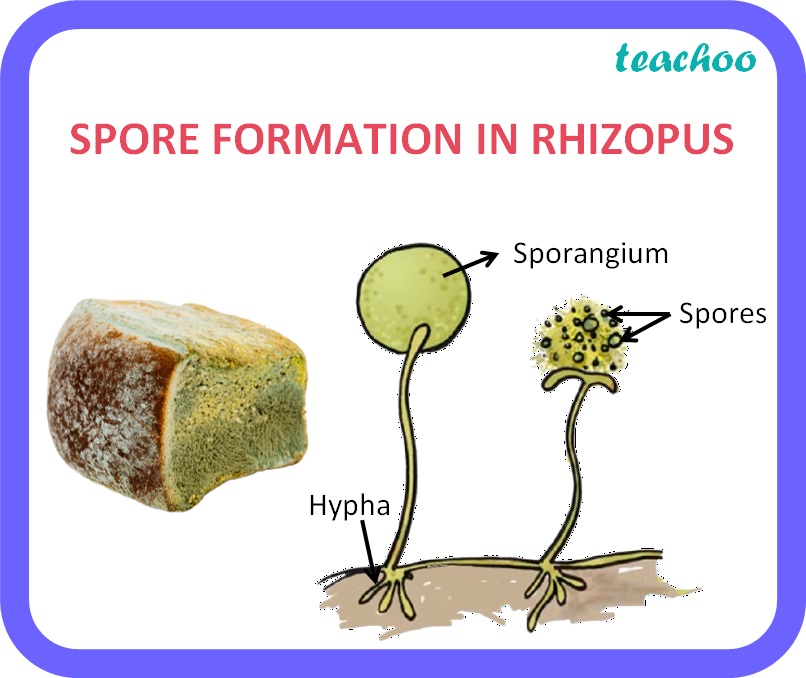 [Class 10] Spore Formation Meaning, Examples Teachoo Biology