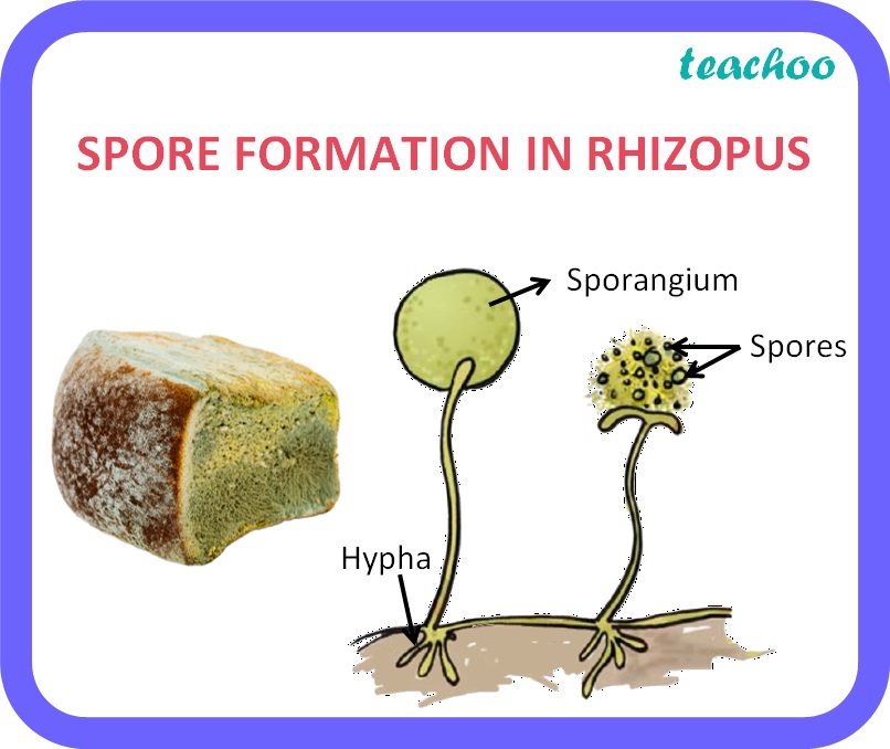 [Class 10] Spore Formation - Meaning, Examples - Teachoo Biology