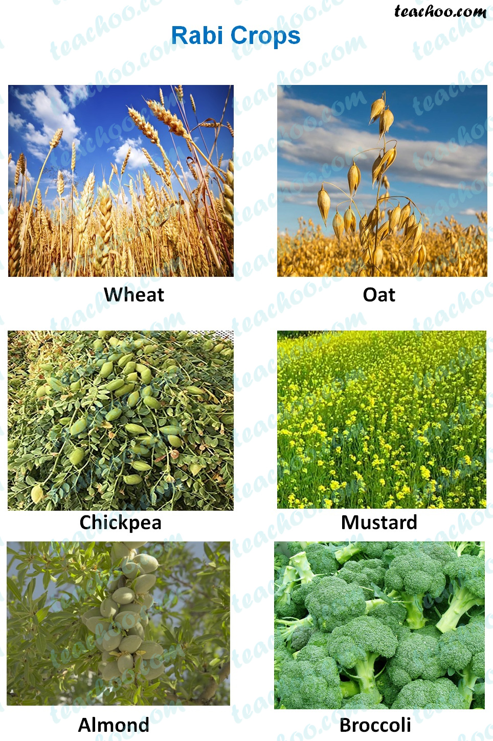 rabi-crops---examples.jpg