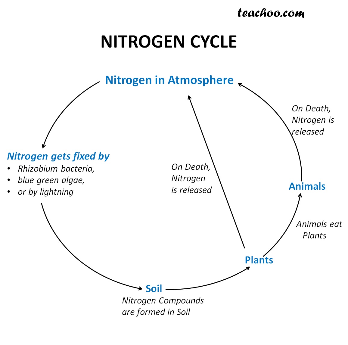 e format invoice under gst Nitrogen Cycle  with   Diagram  Explained Teachoo Steps