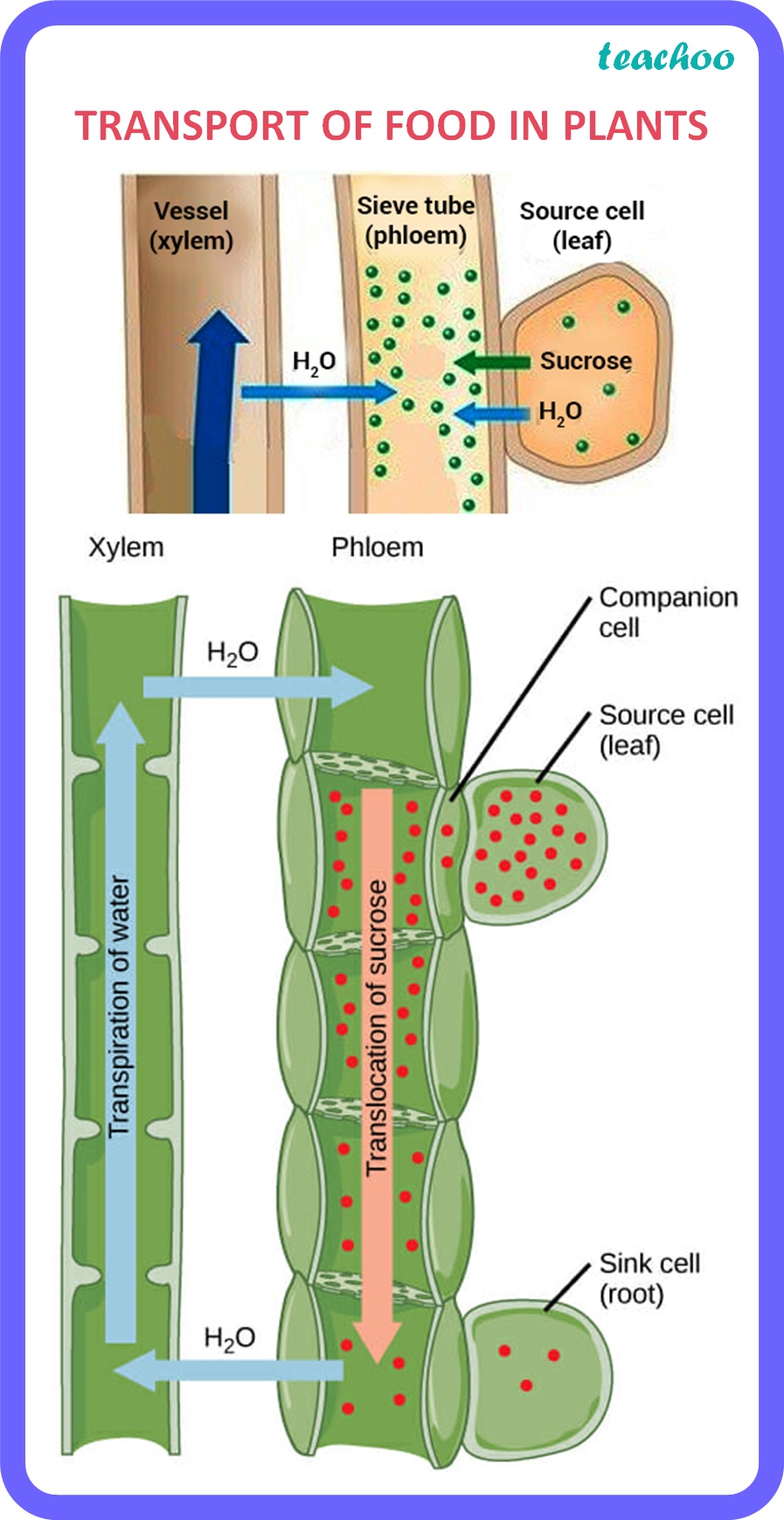 how-is-food-transported-in-plants-life-process-class-10