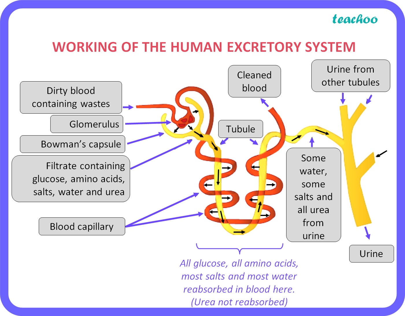 how-is-the-amount-of-urine-produced-regulated-biology-class-10