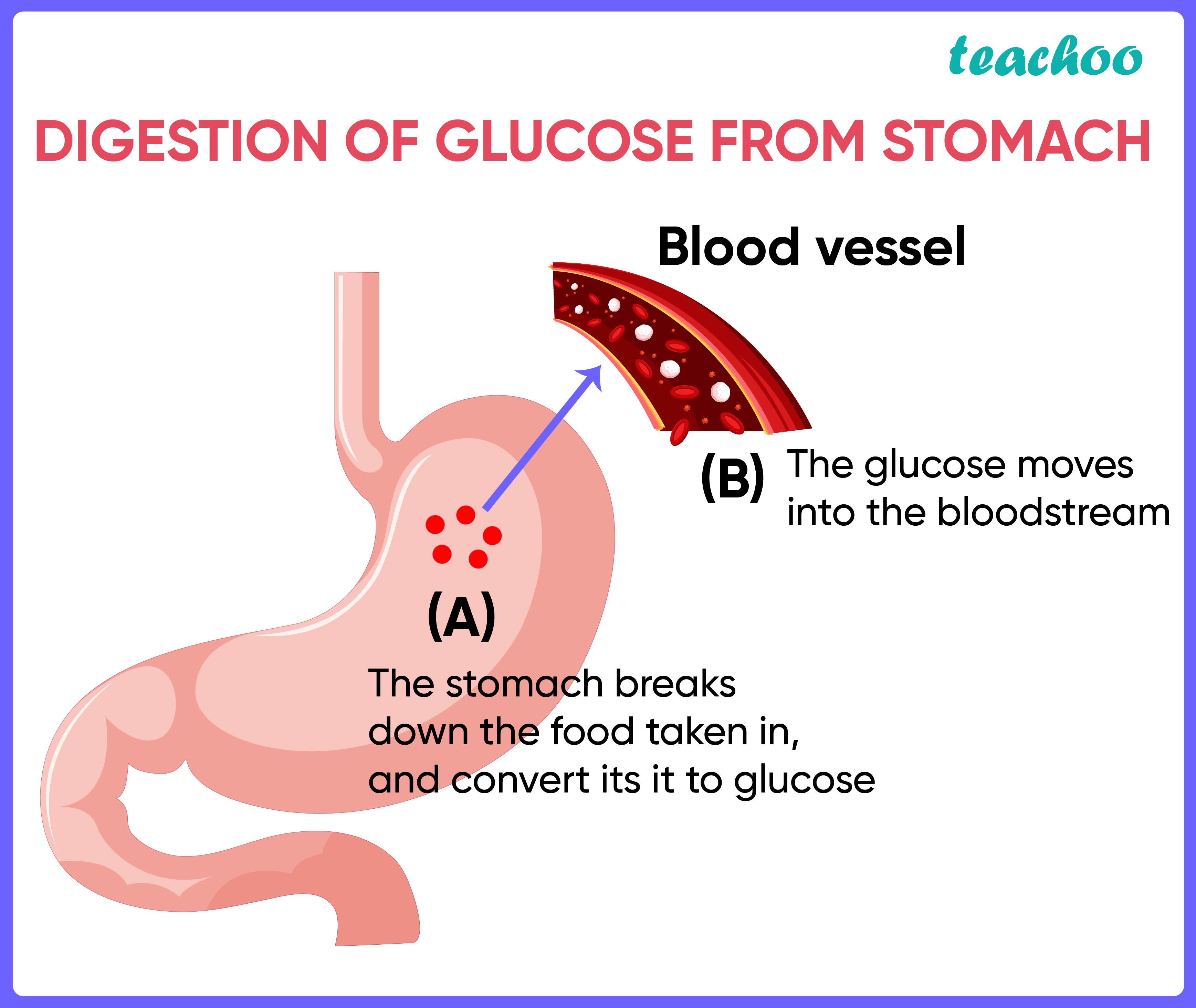 Biology MCQ Assertion (A) Digestion breaks large complex molecules