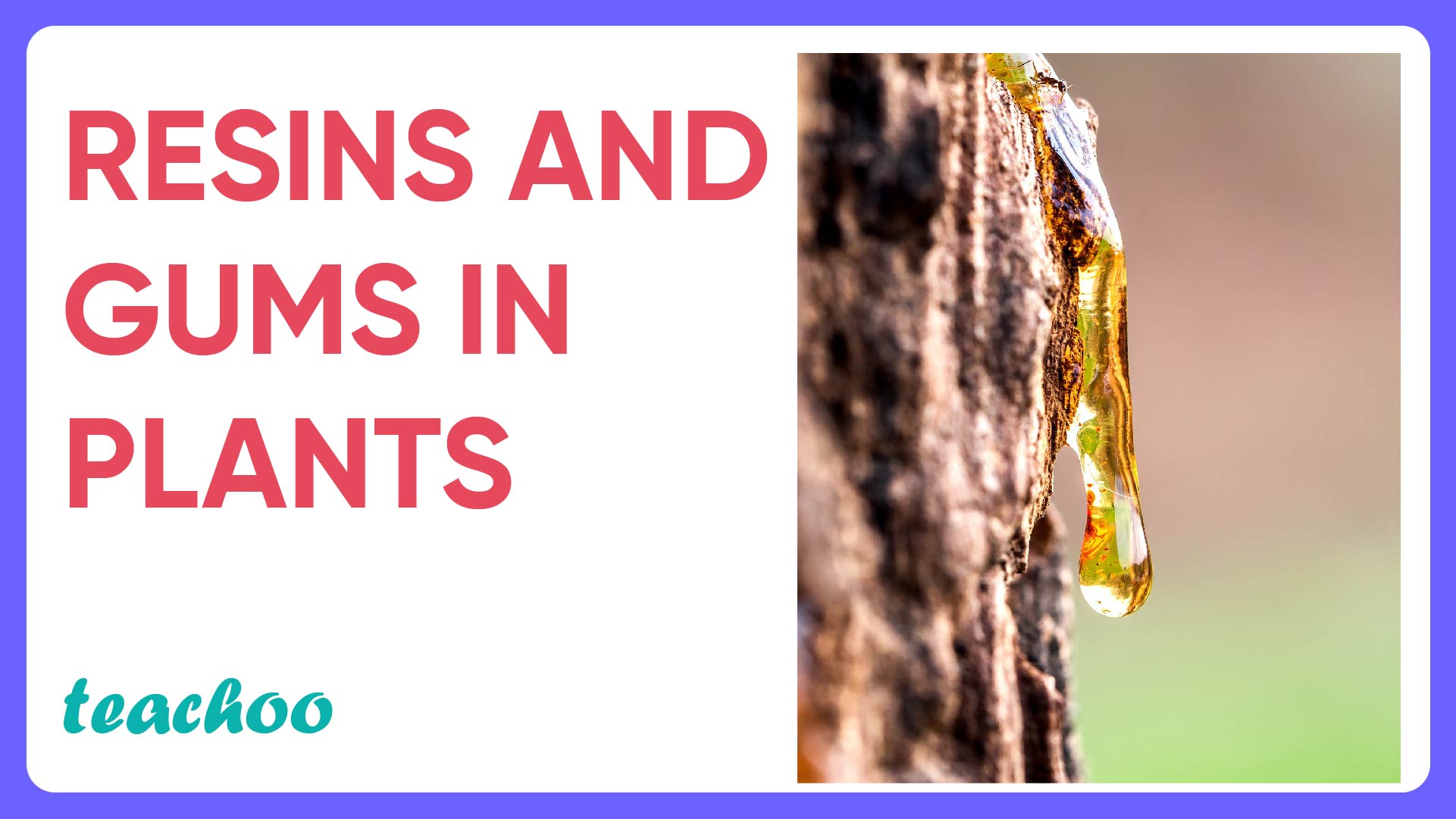 Resins and Gums in plants-01.jpg