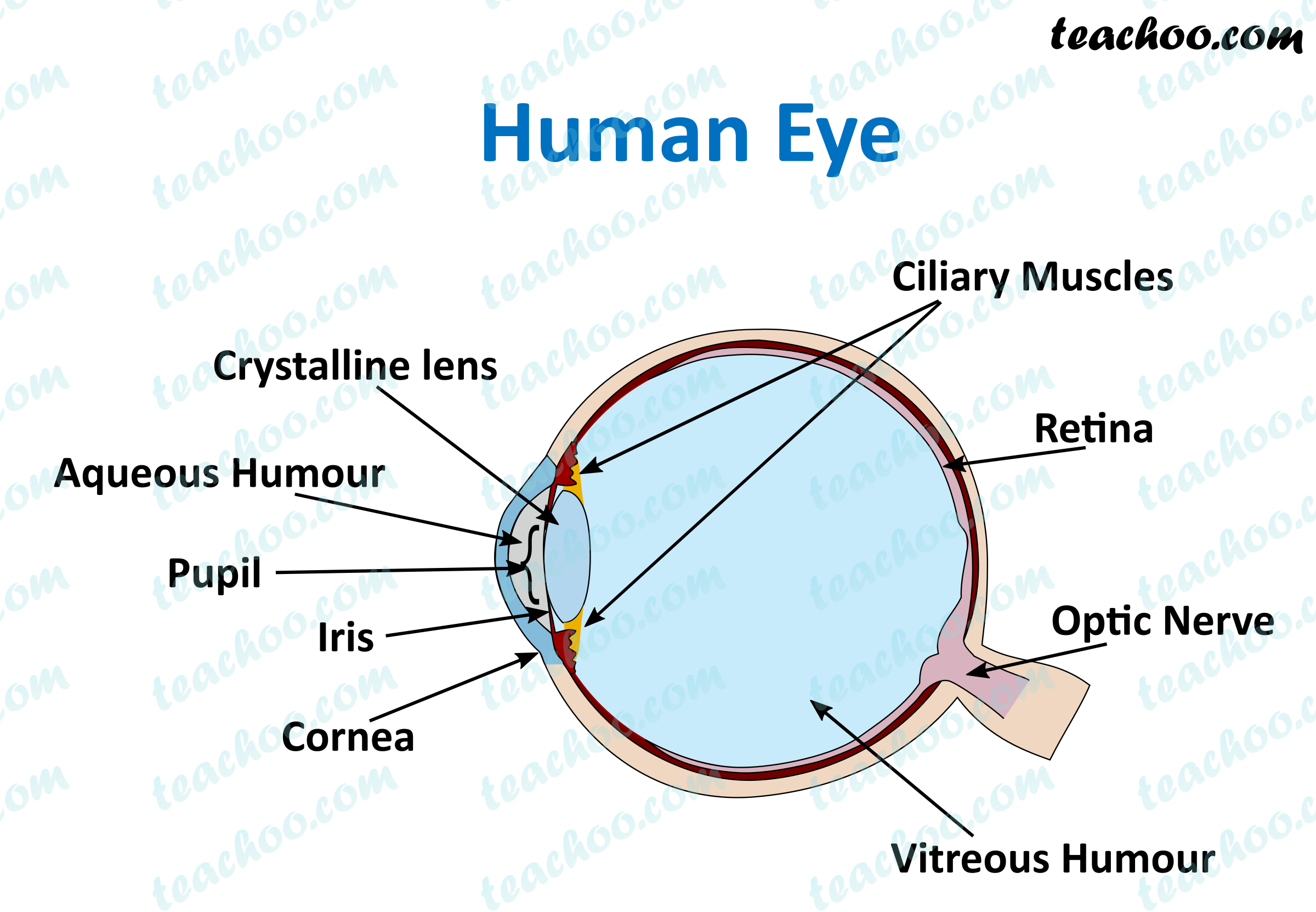 Human Eye Different Parts And Their Functions Class 10 Teachoo