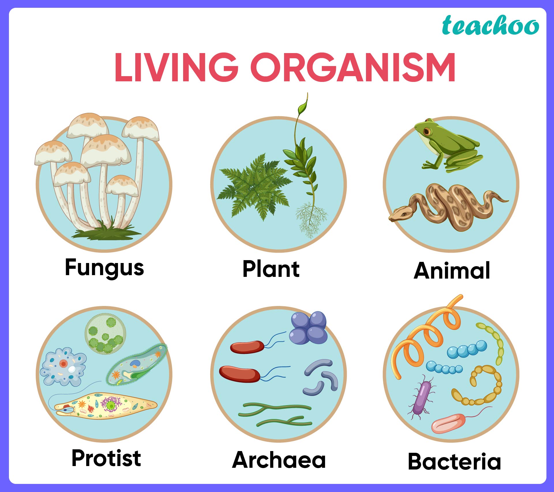 List The Life Processes Of Living Things