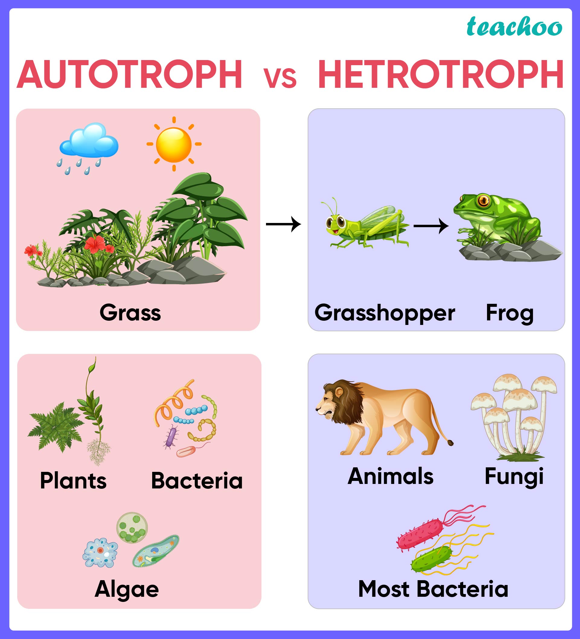 Difference b/w Autotrophic and Heterotrophic nutrition? [in Table]