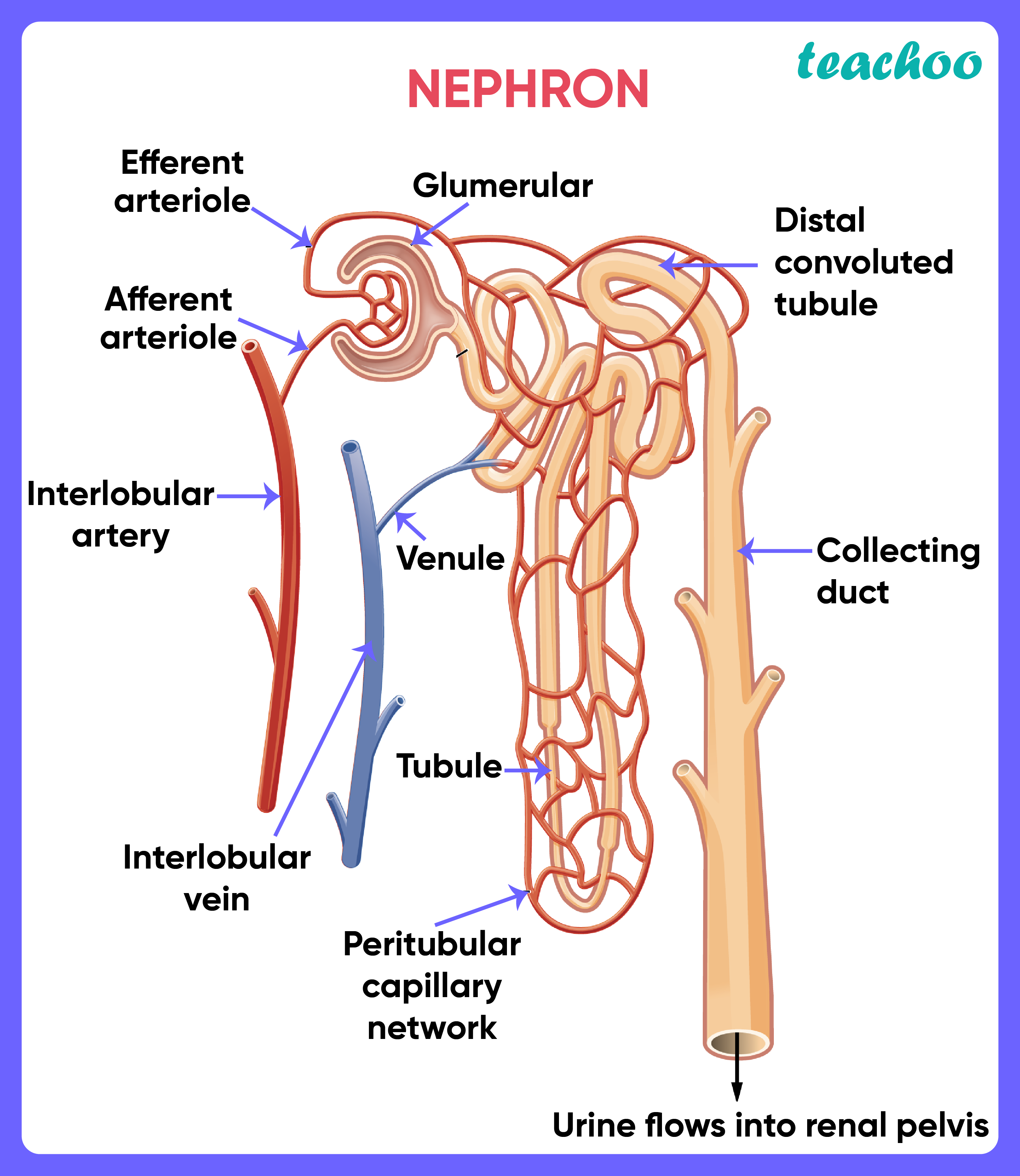 The filtration units of kidneys are called - Life Processes Class 10