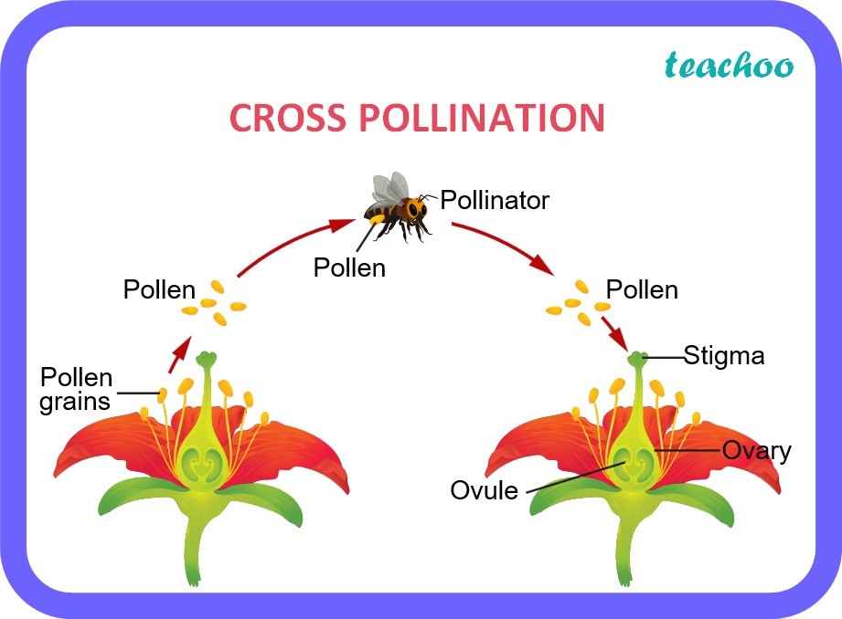 bio-how-is-the-process-of-pollination-different-from-fertilization