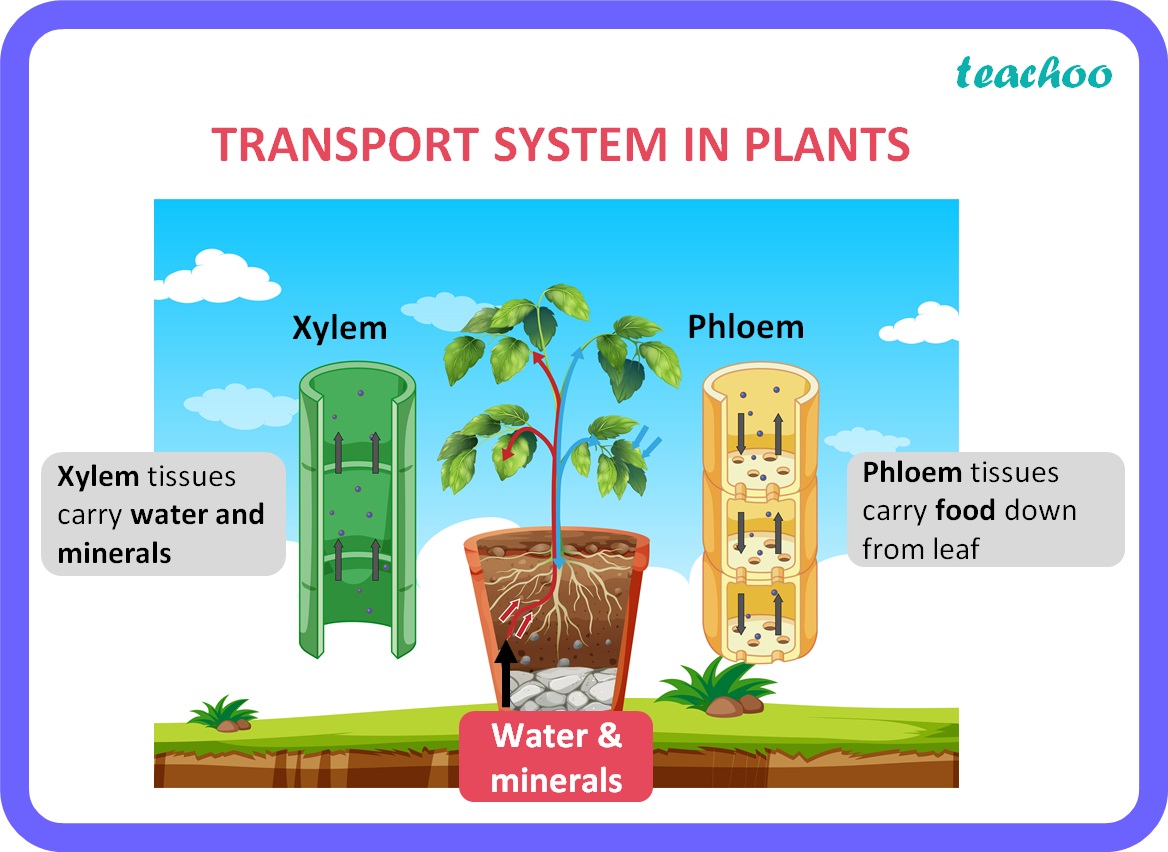 transporation-in-plants-class-10-biology-notess-teachoo