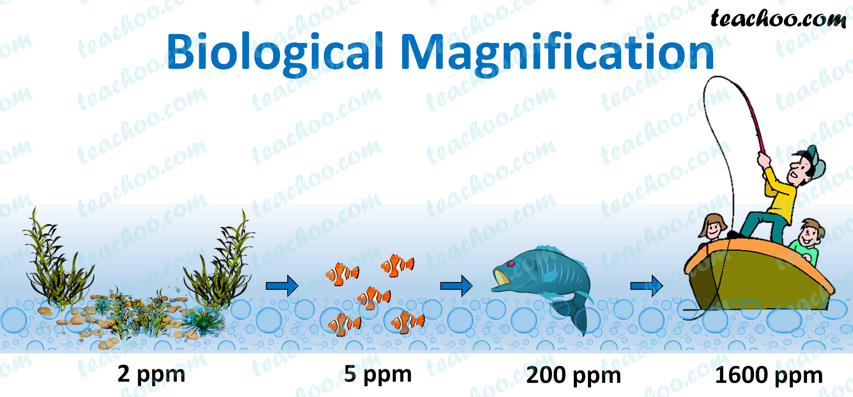 Describe The Concept Of Biological Magnification