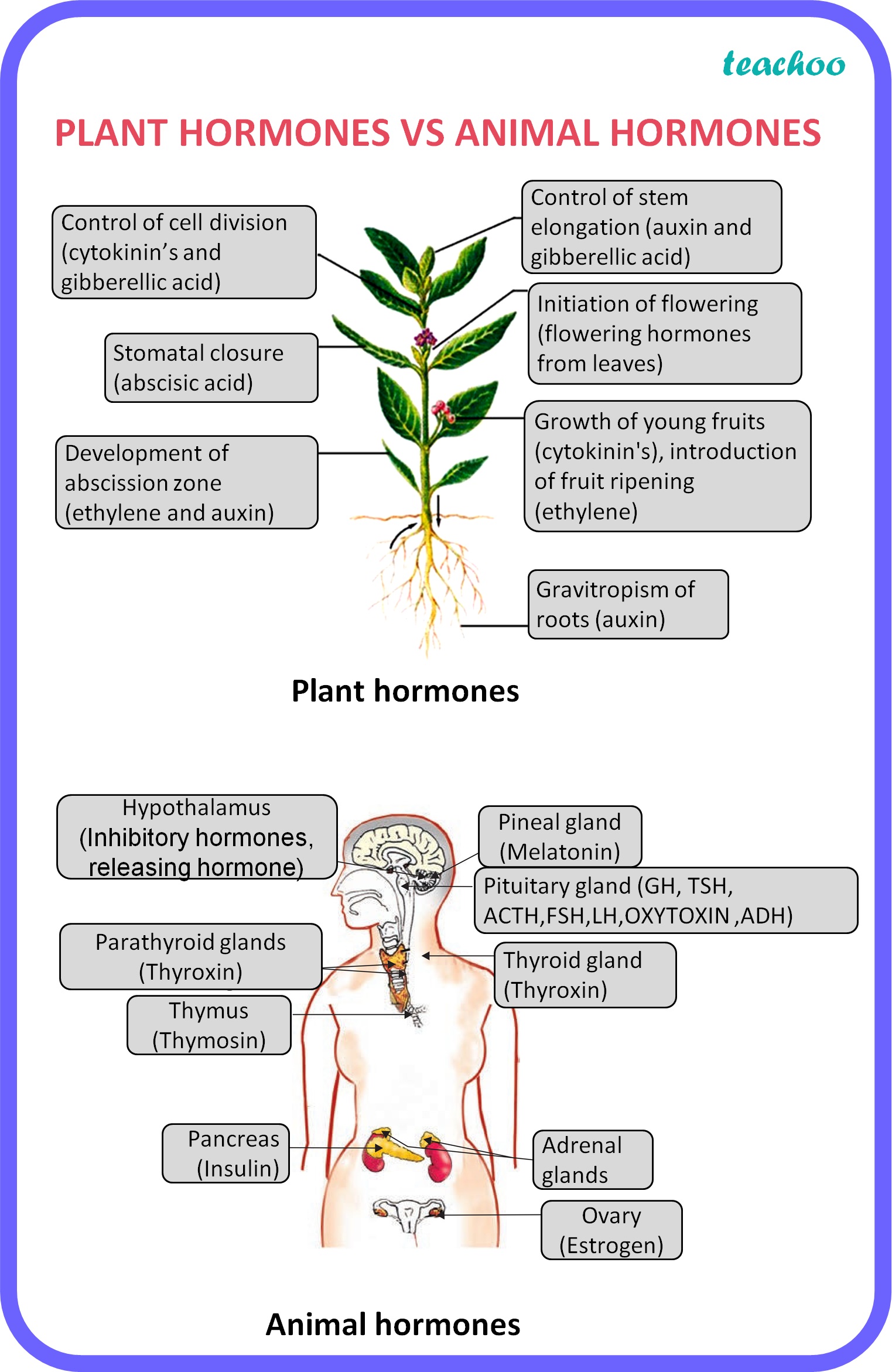 biology-difference-between-plant-hormones-animal-hormones