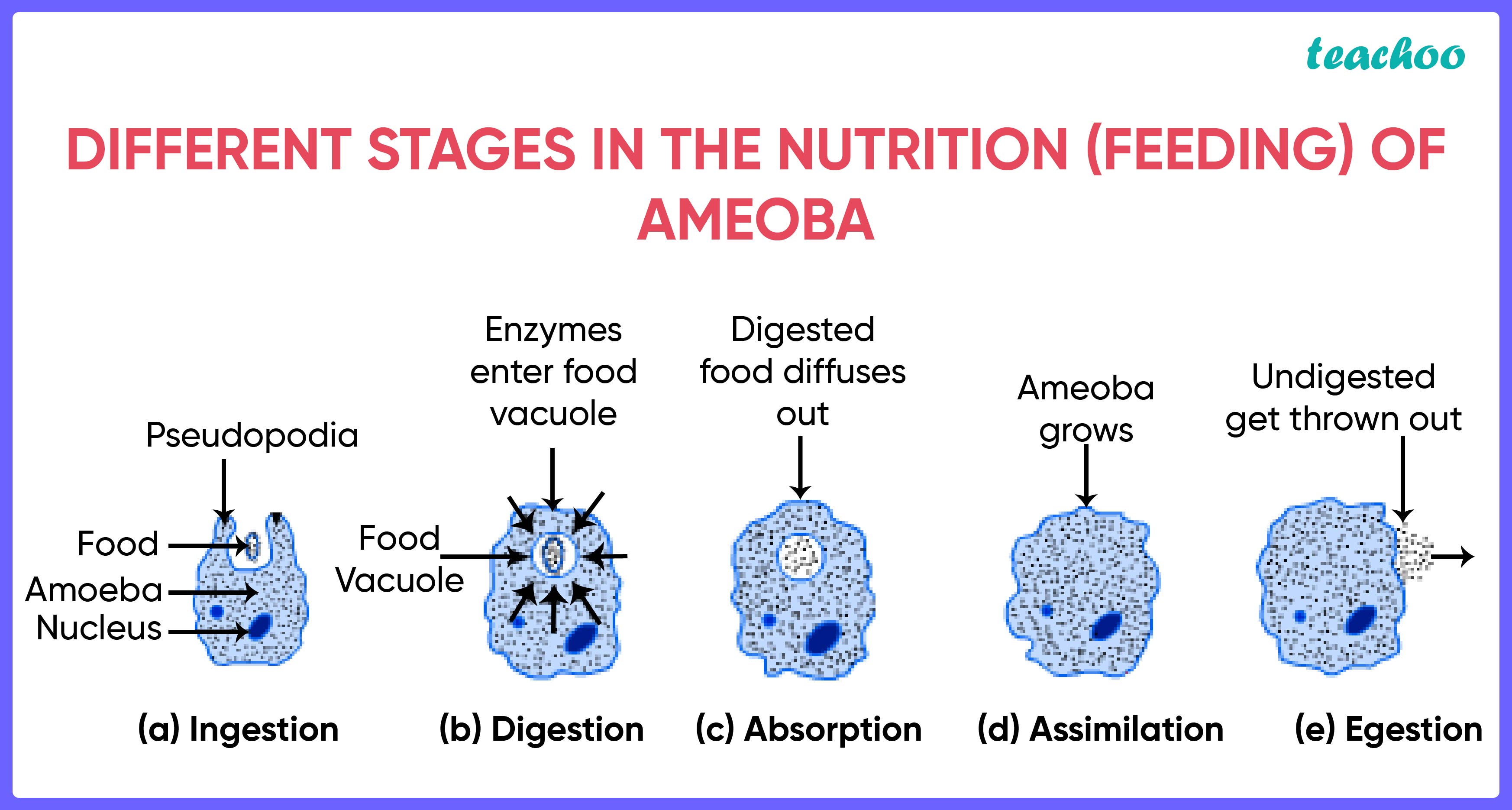 Different stages in the nutrition (feeding) of Amoeba - Teachoo.jpg
