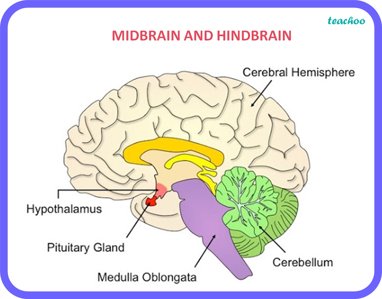 bio-which-part-of-brain-maintains-posture-equilibrium-of-the-body