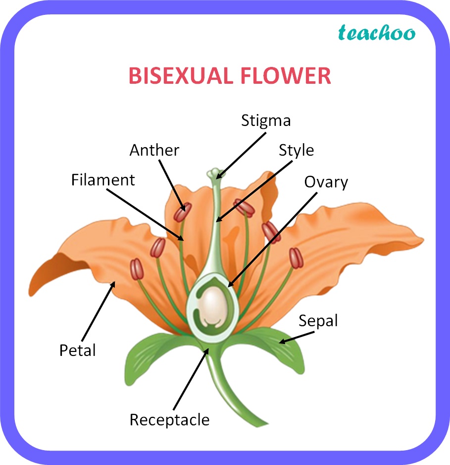 [Bio] Draw a labeled diagram of the longitudinal section of a flower