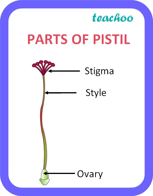 What Is Pistil In Biology