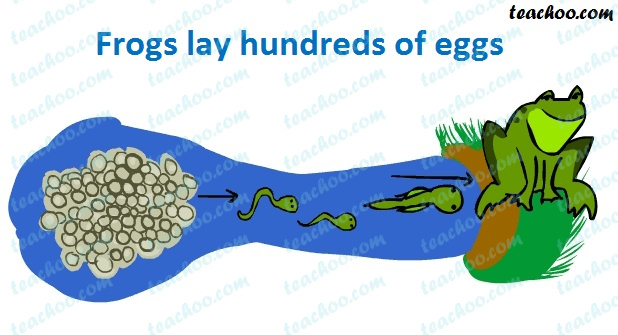 Why do frogs lay eggs in hundreds whereas a hen lays only one egg?