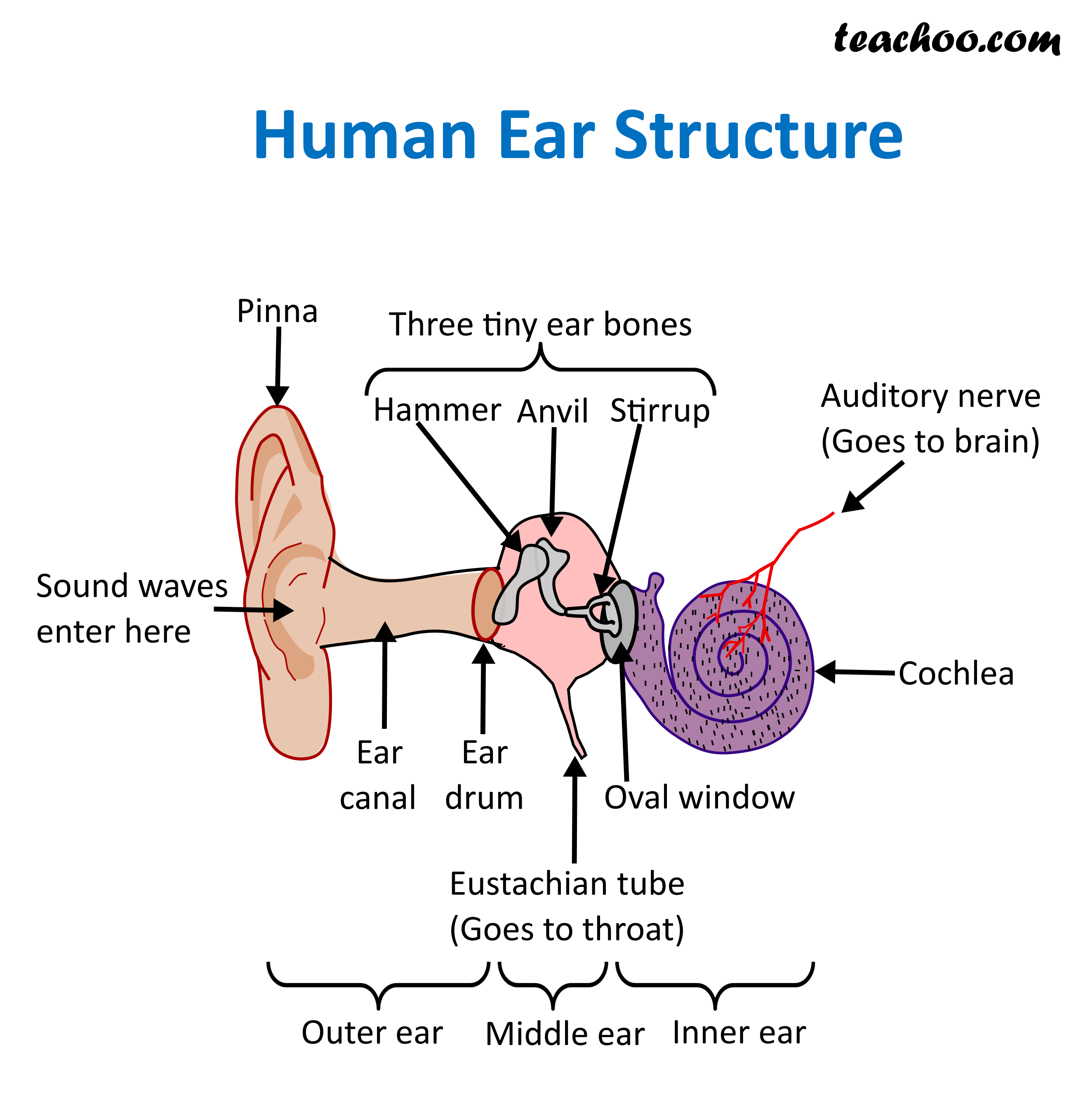 Structure and Function of Human Ear - with Diagram - Teachoo
