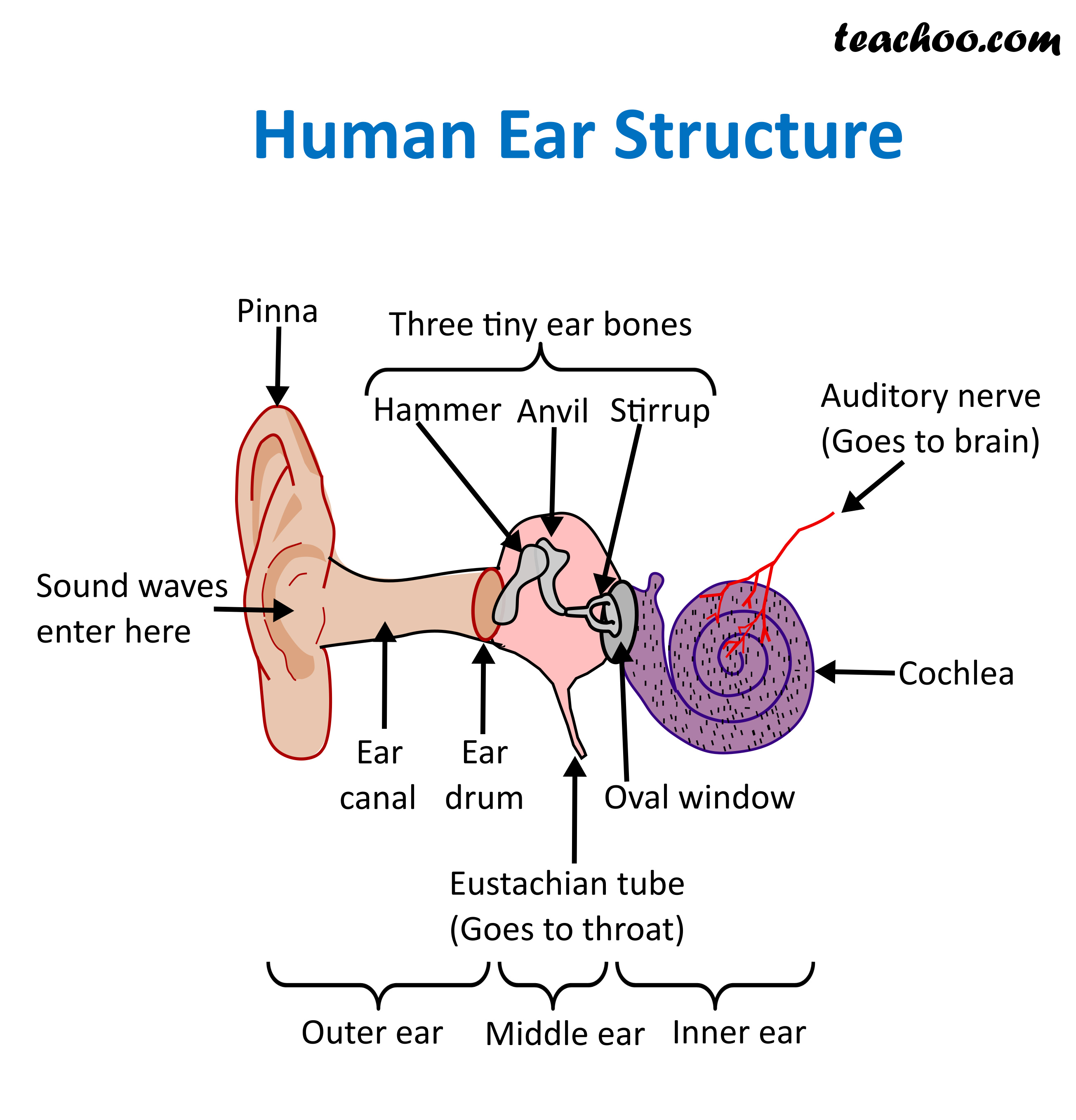 functional anatomy of the ear practice questions