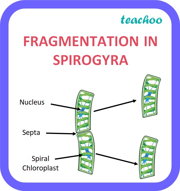 fragementation-with-examples-and-diagrams-reproduction-class-10