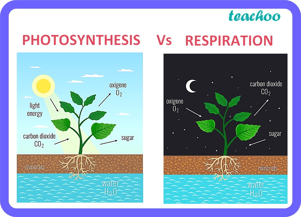 what is the significance of photosynthesis class 10th