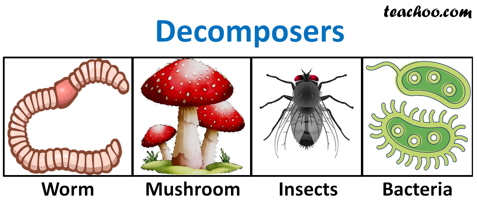 What is the role of decomposers