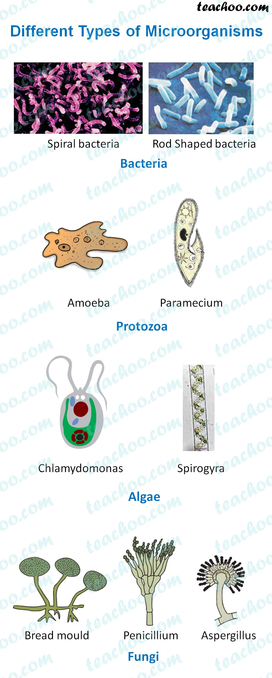 Different Types Of Microorganisms All 5 Types Teachoo 