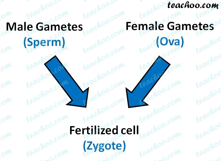 What are Gametes? - Chapter 9 Class 8 Reproduction - Notes by Teachoo
