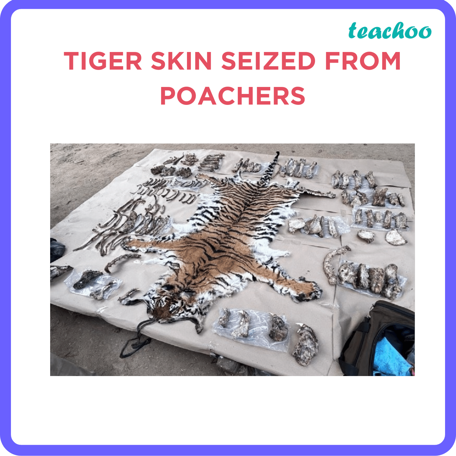 [Geography] Project Tiger Class 10 Teachoo Concepts