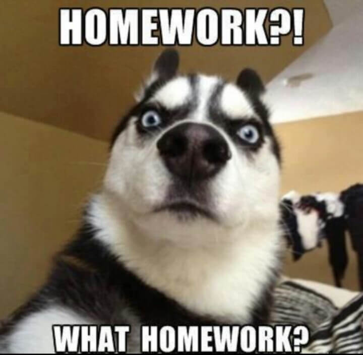 Husky-Dog-Say-What-Homework-Very-Funny-Meme-Picture.jpg