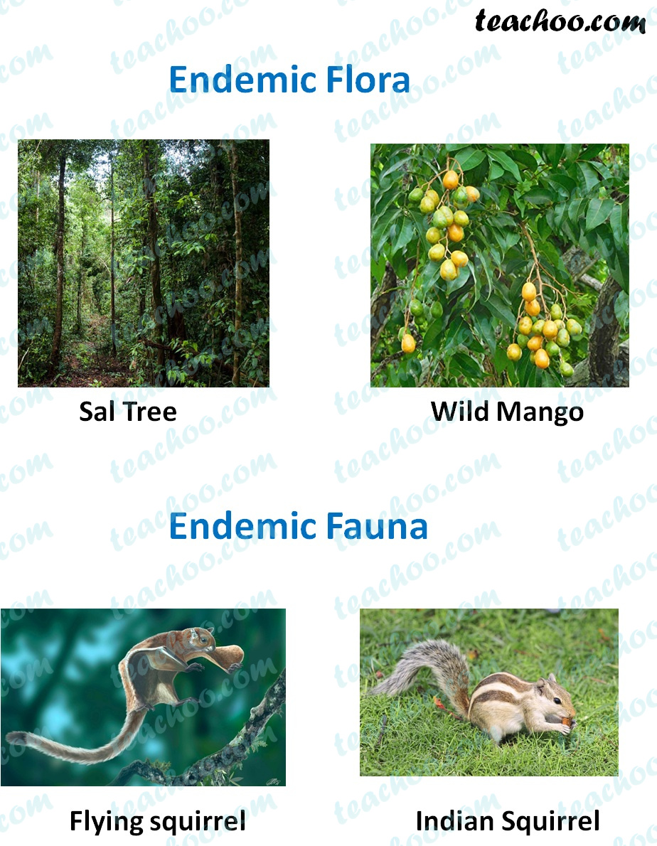 Endemic Species - Definition & Examples found India - Teachoo