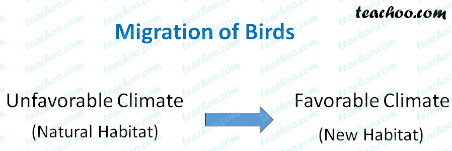 Migration Of Birds And Animals [with Examples] - Teachoo