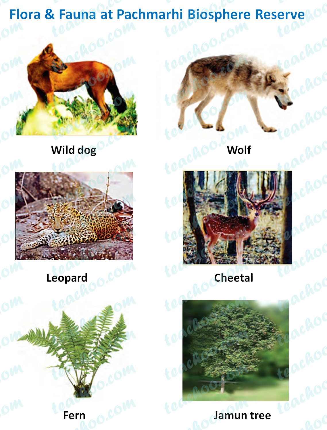 Flora and Fauna - Meaning, Importance, Difference - Teachoo