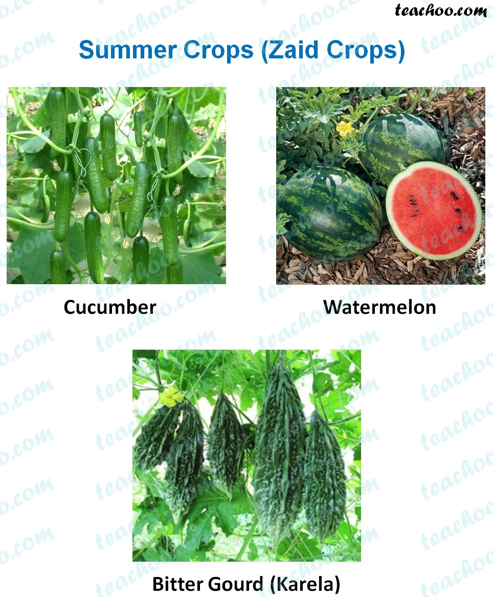 summer-crops-(zaid-crops)---examples.jpg