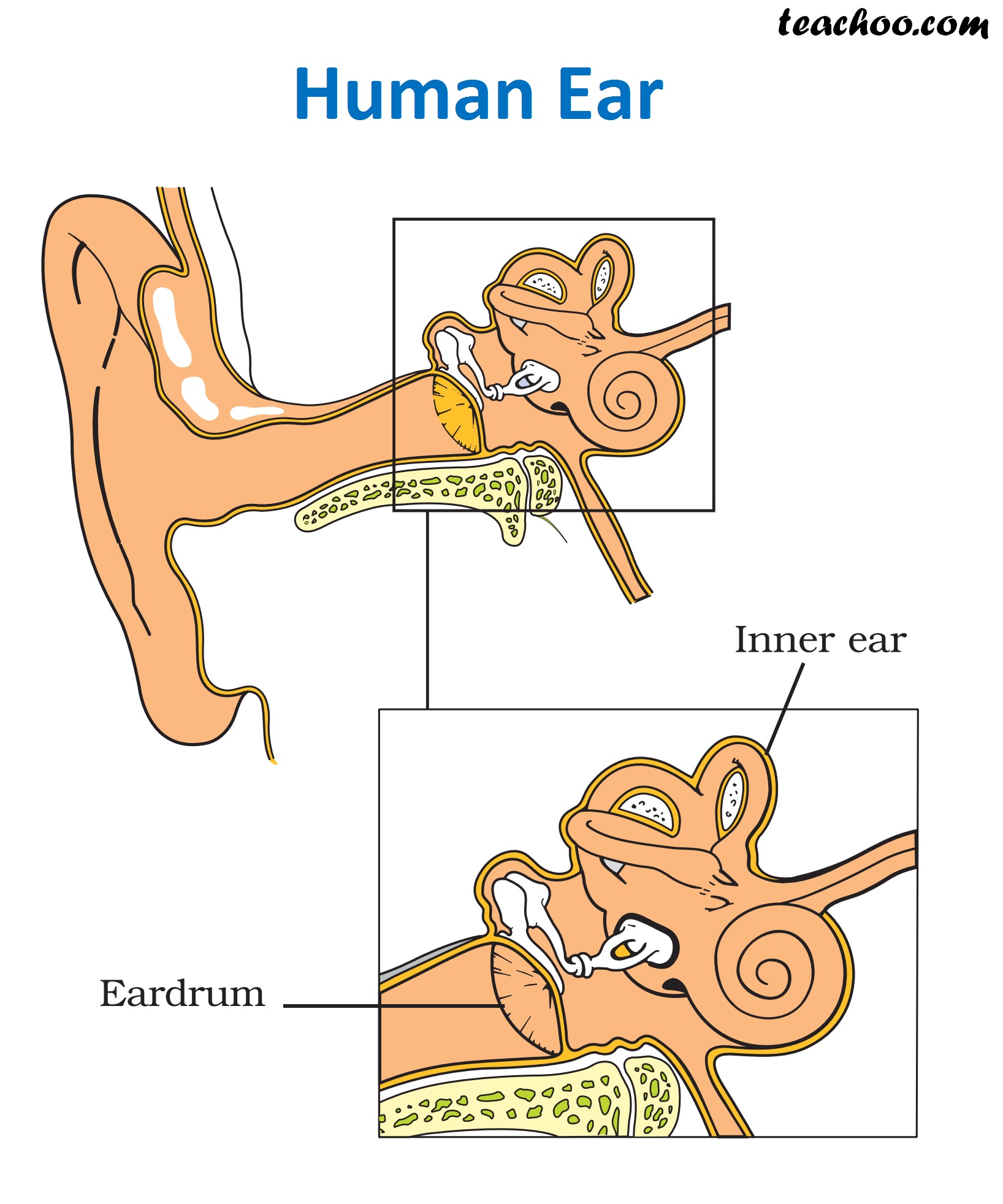 how-do-humans-hear-sounds-science-notes-by-teachoo-concepts