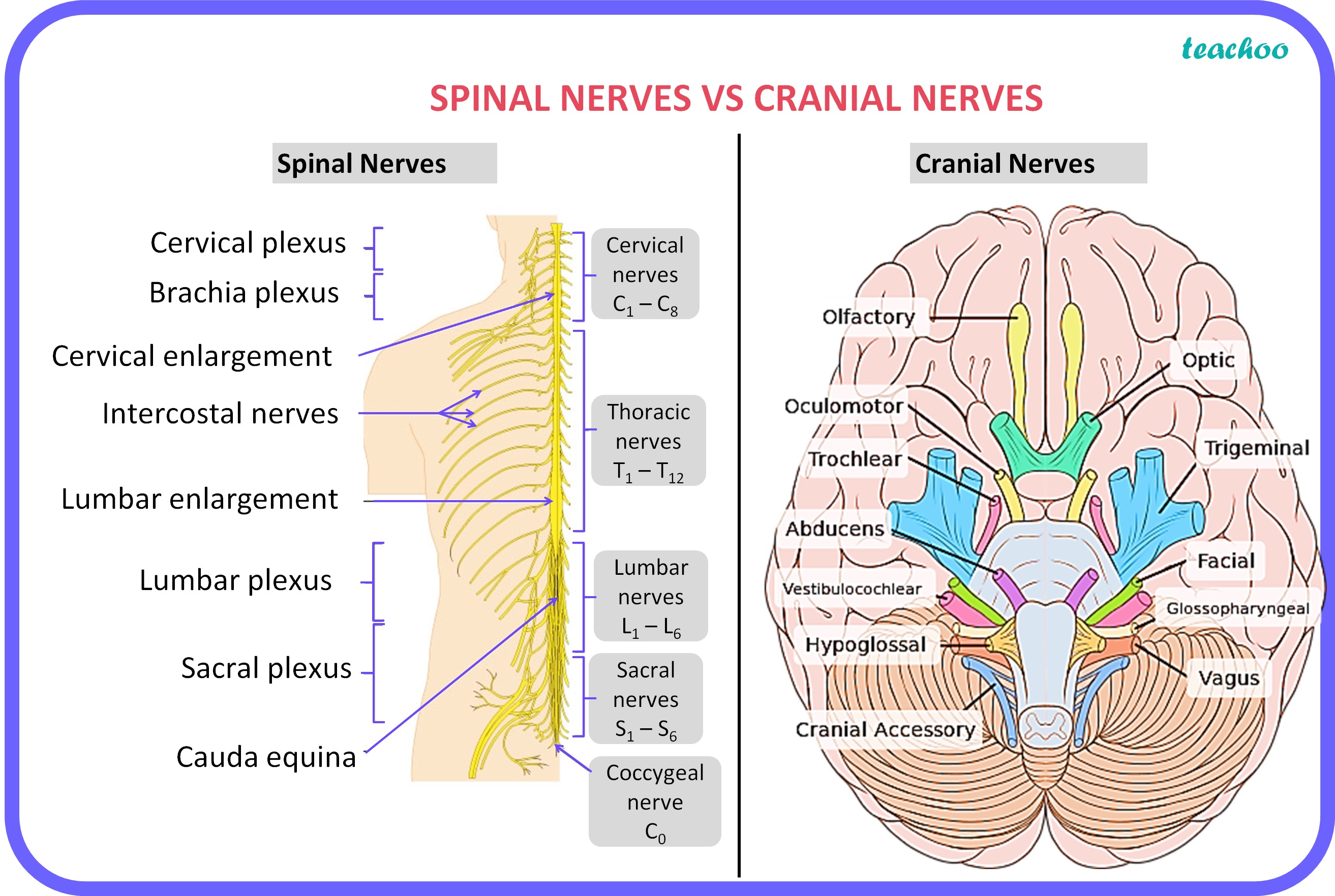 Which Spinal Nerves Cause Leg Pain