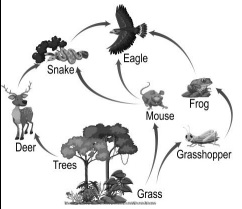 [Practice Paper Class 10] Study The Food Web Shown Below. (a) Identify