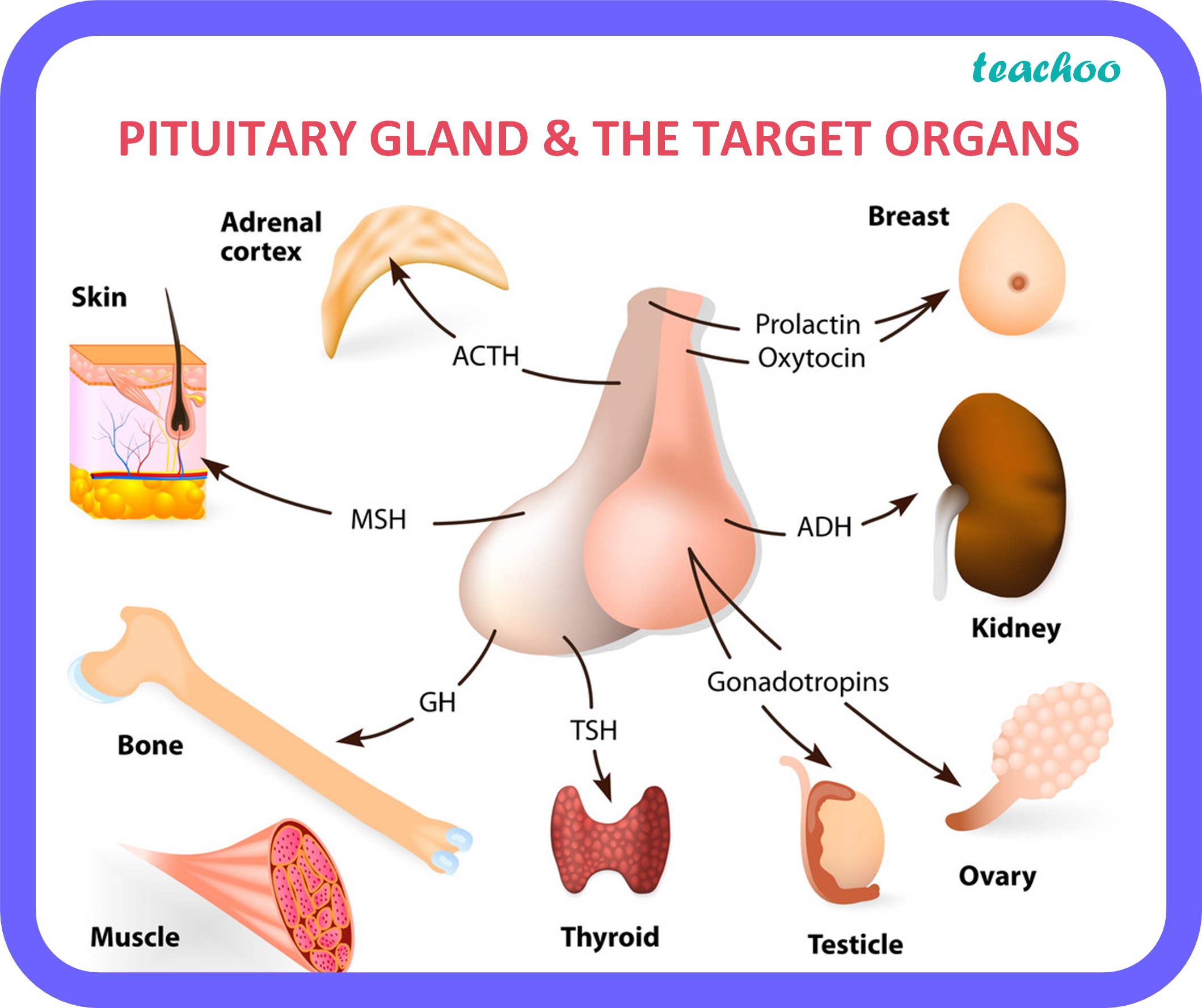 [biology] Why Is Pituitary Gland Called The Master Gland Write Names