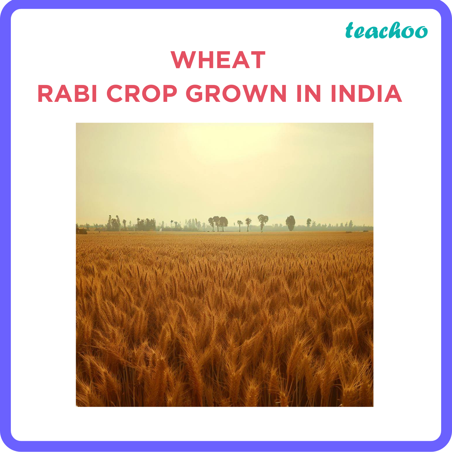 class-10-which-of-the-following-crops-is-not-a-kharif-crop-in-india