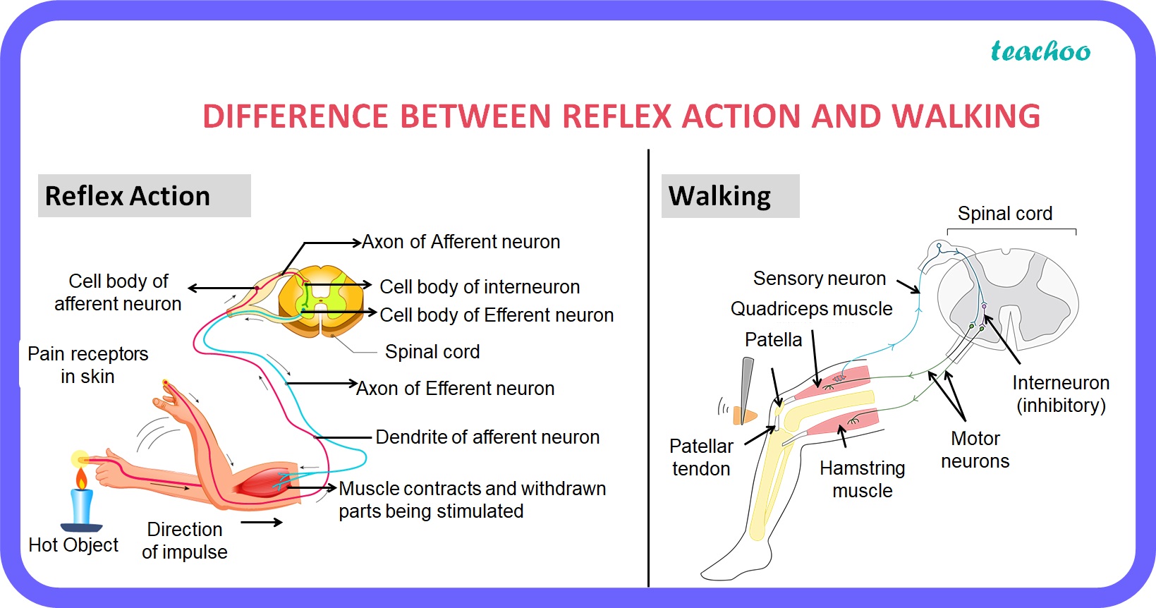 class-10-what-is-the-difference-between-a-reflex-action-and-walking