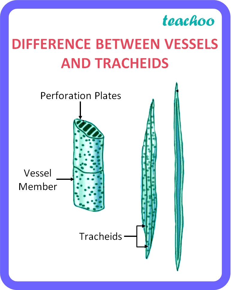 class-10-life-processes-differentiate-between-tracheids-and-vessels